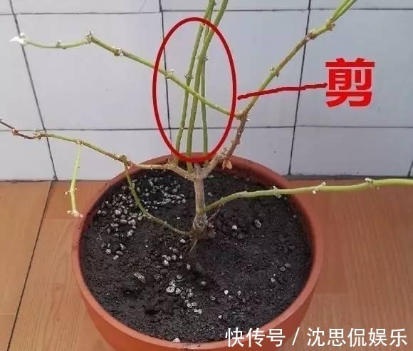 盆栽|茉莉花养成“老桩”,1次开花上百朵,满园花香,技巧有4个