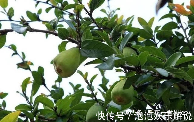 这东西,人称“鬼馒头”,维生素含量极高,野外遇见,切勿错过!