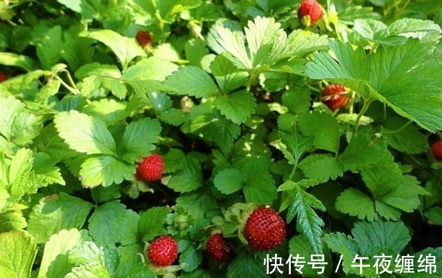 价值|农村一种野果,很多人不敢吃,却不知价值如此珍贵