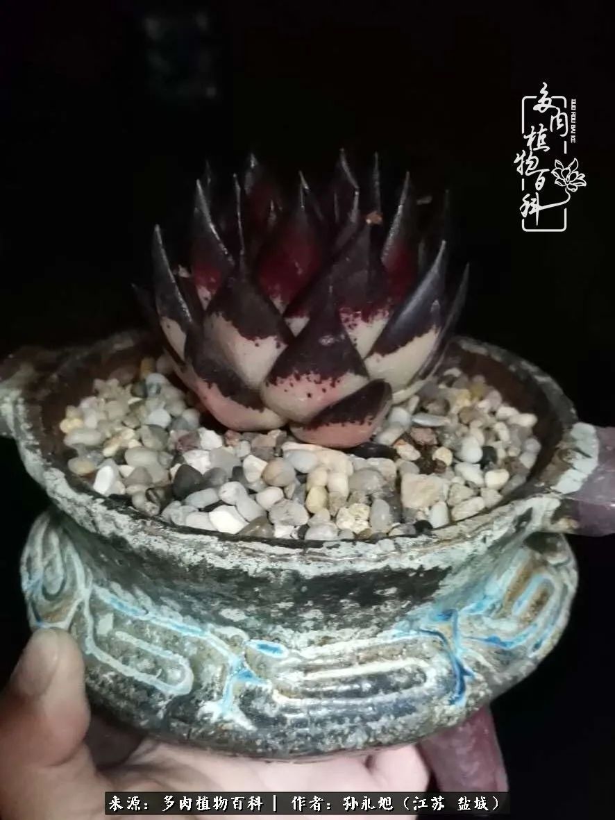 养多肉三年多九万里悟道，终归诗酒田园！