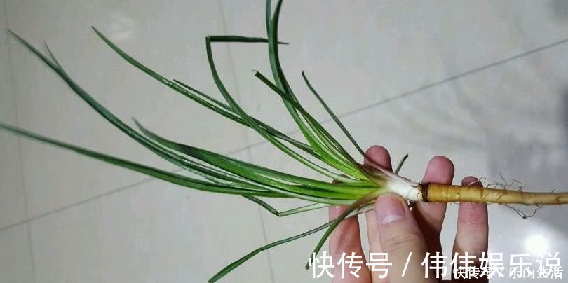 兔儿|野菜一定要挖根,人称“兔儿奶”,根比叶子好吃