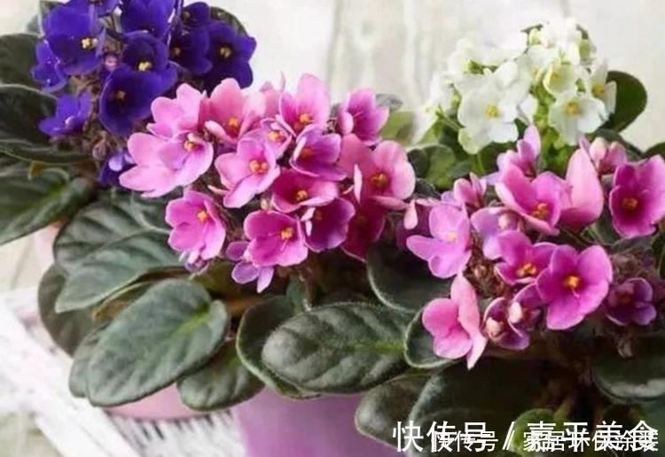 长春花|最有仙气的4种花，福旺运旺财更旺，财运爆发，事业风生水起