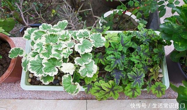 撒下一颗小小的种子,能开出一百多朵的花,太美太好养了!