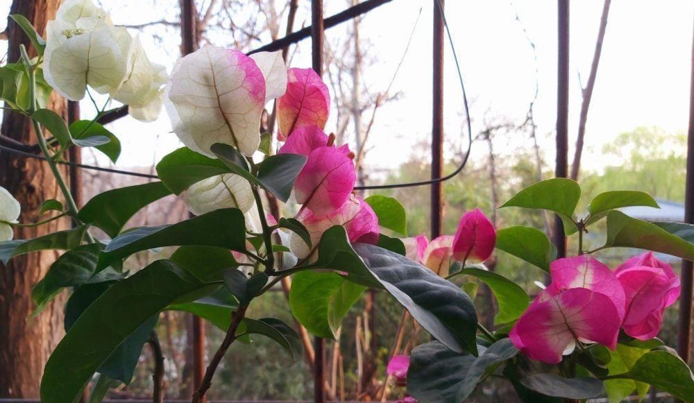 花友们|6月底养茉莉、三角梅,盆里扔“2种料”,根壮叶绿,花量特别大