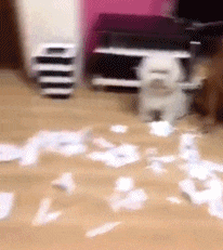 |搞笑GIF:这样翻锅菜都不会甩出来,真有两下