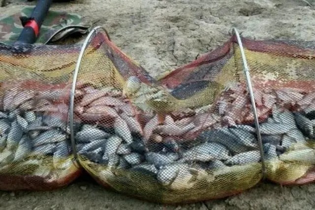 冬天的鲫鱼不好钓？果断换用这3大招式，结果瞬间不一样！