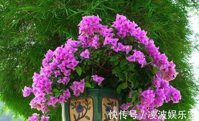 花芽|三角梅有花不开花做好“4件事”,花苞齐刷刷,开成叶子花