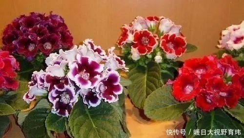 3种喜阴花,放在北阳台,少晒太阳,少管它,清清爽爽开满花