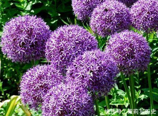 此4种花很漂亮，好养易活能爆盆，漂亮又好闻