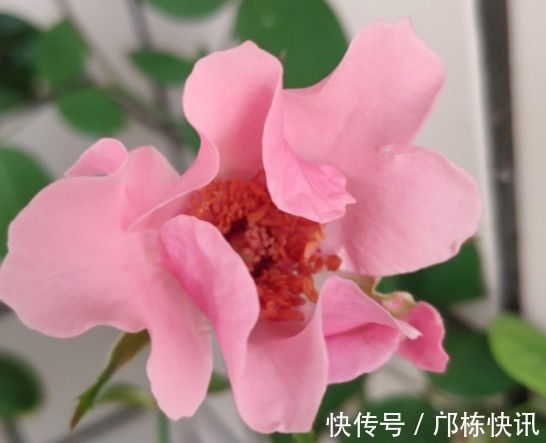 品种|10个最奇葩的月季品种,你可能一个都没见过!