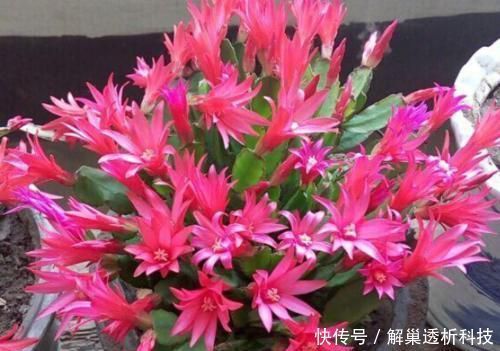  垃圾|家家都有的垃圾，抓一把掺盆里，养花十年不烂根，开花爆盆挡不住