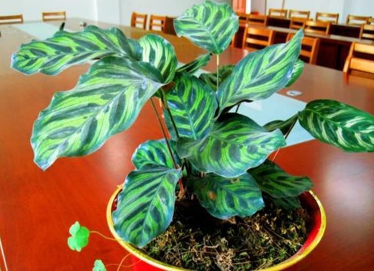 耐阴花|北阳台空荡荡不好看？摆上5种耐阴花，不晒太阳也能绿油油