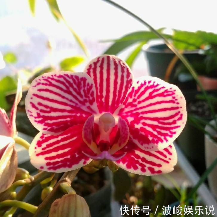 中国兰|喜欢牡丹,不妨试试“珍品玫瑰”安妮公主,丰腴婀娜,柔丝羞美