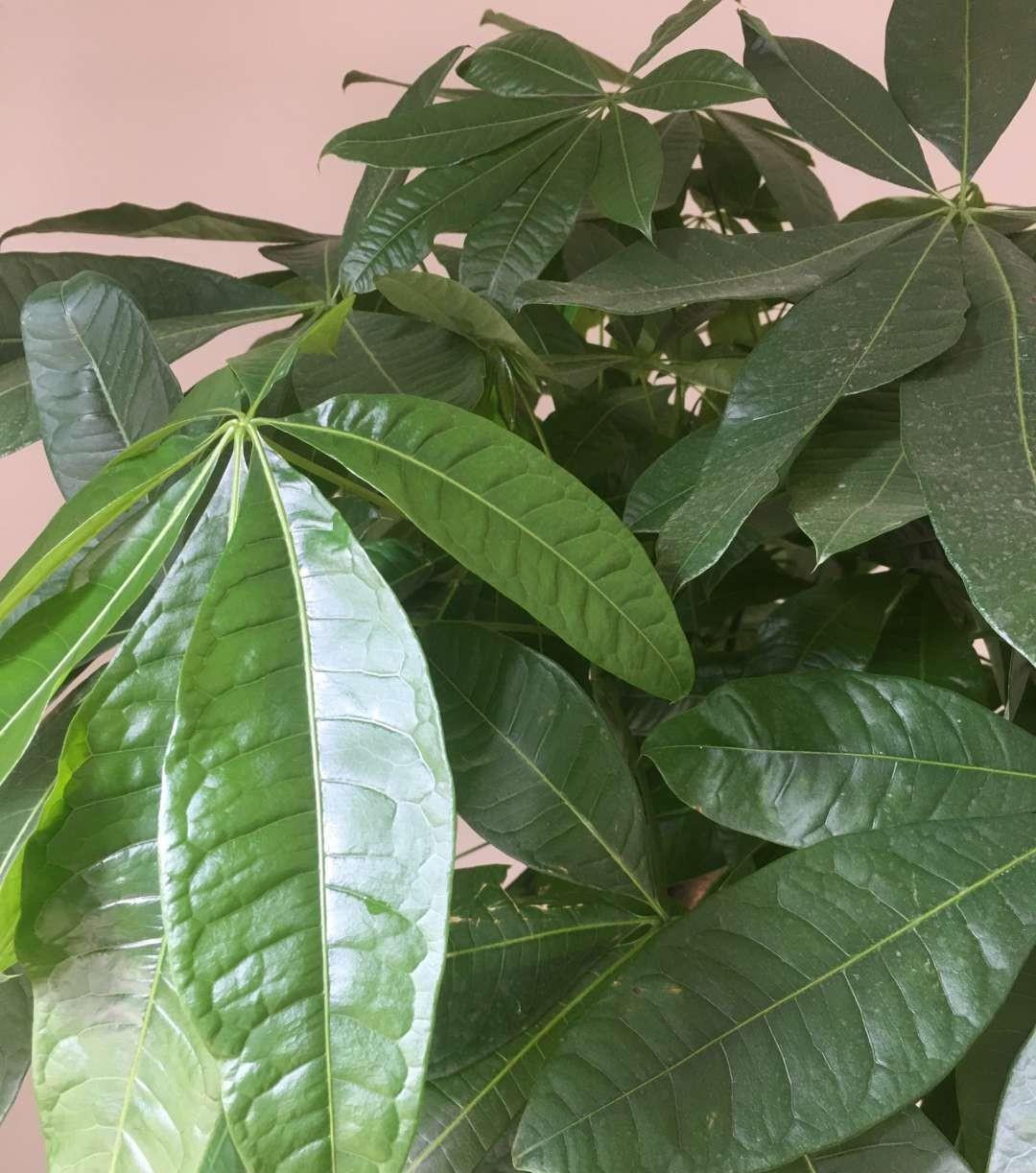 旺财旺运的5种盆栽,好看好养,放家里一盆不吃亏