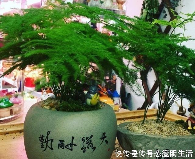 笋芽|文竹“别乱放”，养家里这“3个地方”，叶子翠绿，笋芽嗖嗖冒！