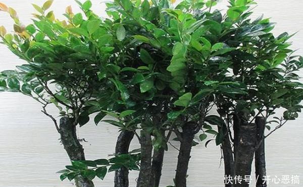 浇水|堪称我国最好养的盆景,不仅比牡丹大气,而且美观寓意好