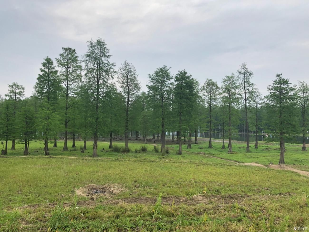 山水田林间赏美景 摘桑葚