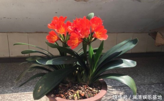 根尖|春季养君子兰，新手不经意会犯五个错，难怪越养越糟，始终养不好