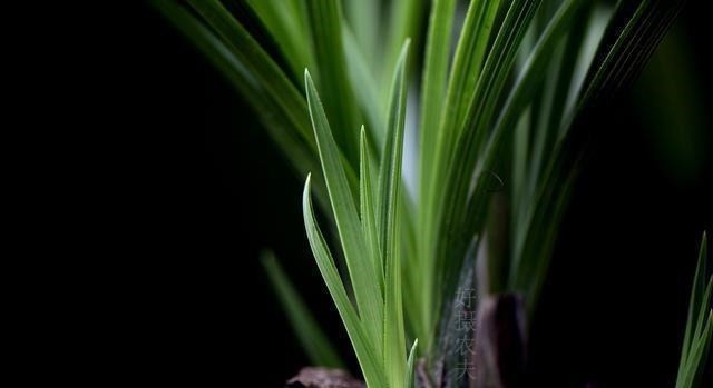 怎么判断兰花缺少氮磷钾?学会这三招,养不好兰花都难