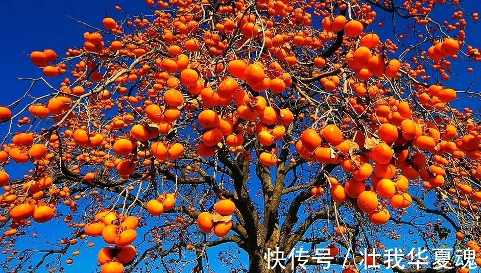 老话:家里养三树,幸福又富足,不是迷信,是过来人的经验