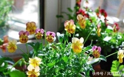 阳台上|这5种花最适合新手养,花期长、好养活!再懒的人都能养爆盆!