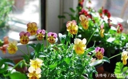 阳台上|这5种花最适合新手养，花期长、好养活！再懒的人都能养爆盆！