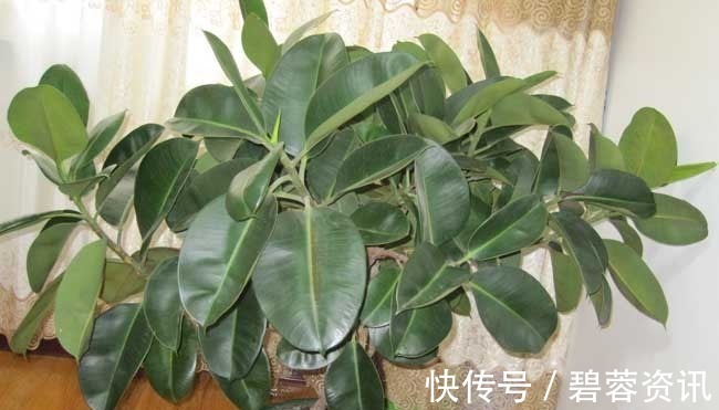 橡皮树|养花不如养树,这种盆栽树养家旺财又“镇宅”,养100盆也不多