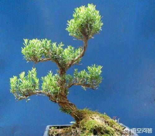 黄杨下山桩怎么浇水？