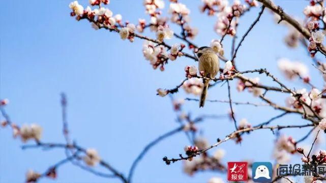 超清图片！菏泽街头“春”味渐浓，你感受到了吗？