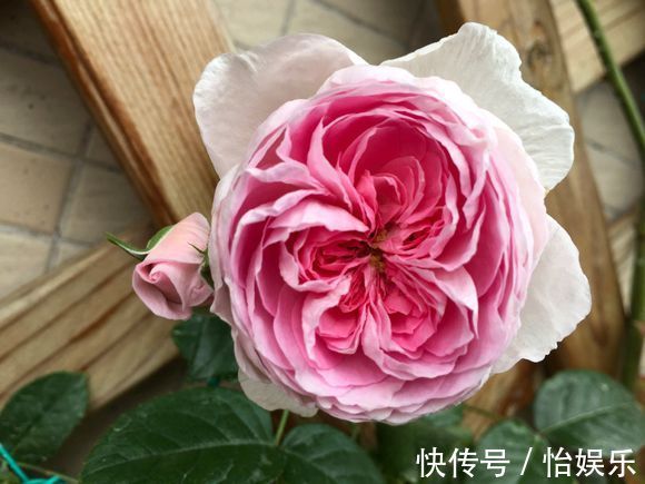 夏季养花一浇水就死,一施肥就烂根重点在这里,促休眠3点措施