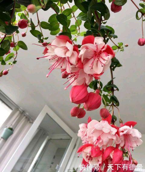 倒挂金钟|这种花,天热难活,赶紧扦插,年年都会有花开