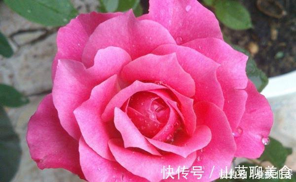 3款很漂亮的盆栽花卉，花朵漂亮，养护简单，周年开花，值得入手