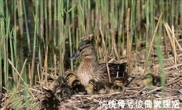 小野鸭@杜甫的一首小诗，带给我们生活太多感动，平淡才是生活的大美！