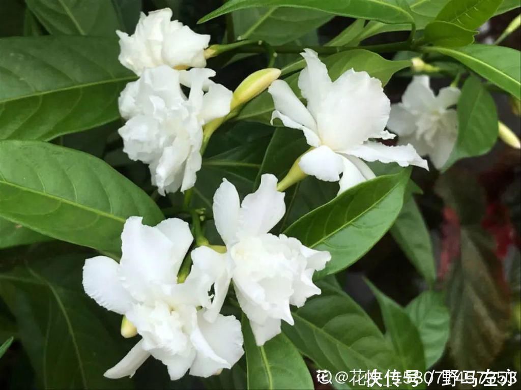 狗牙花|1种花剧毒之花,也是环保卫士,真是让人又爱又恨