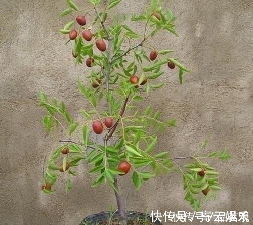 院子里不要乱种树,这6种树不仅能添福旺宅,还能招财纳福