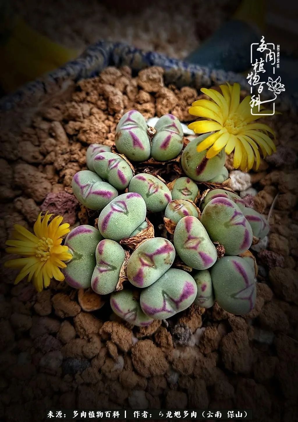 多肉植物|遇见多肉，遇见不一样的你，一养就是10几年！