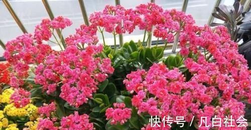 花开时节|养花就养4种花,漂亮好养,随便养1盆,比香水好闻,比牡丹更好看