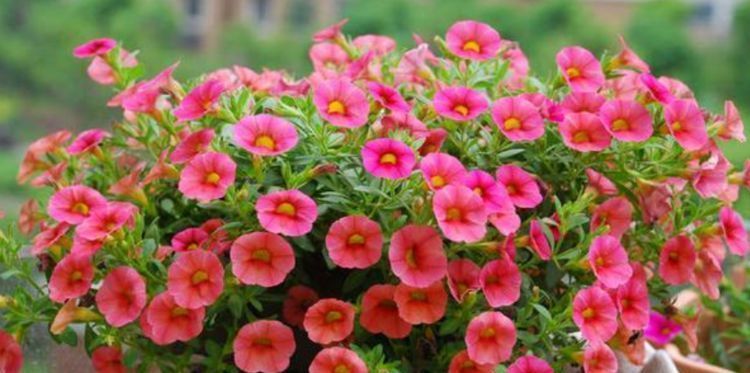 开花|4种便宜花,别小看,一开就是300多天,漂亮花期长,开成小花园