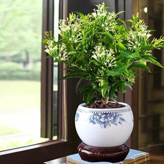 常见的20种有毒花草,有老人、小孩、宠物的家庭千万注意