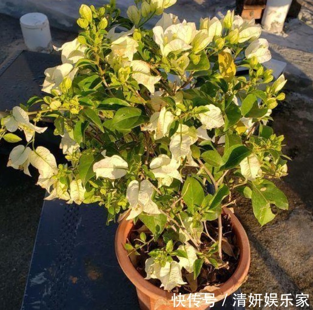 爆盆|三角梅不开花采用“饥饿”法促进生根,快速萌芽开爆盆