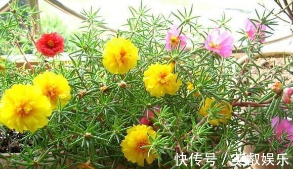 杀菌|养花如何提升植物的抵抗力，减少病虫害用这2款调味品！