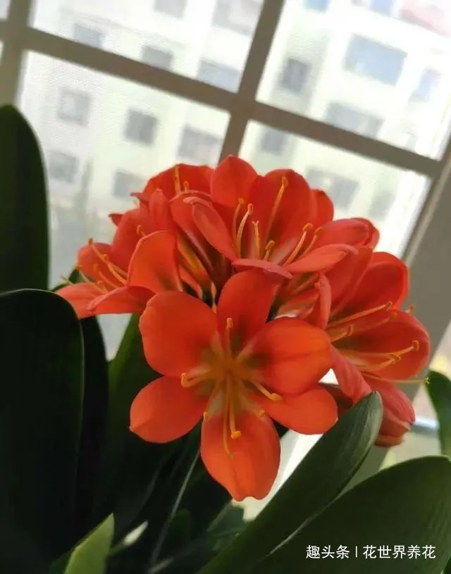 养君子兰，摆放有讲究，错放4位置，叶片发黄打蔫长不好！
