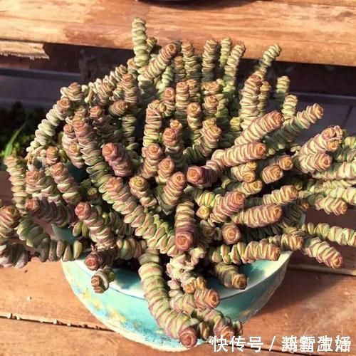 12款多肉天生就爱凑热闹,爆盆群生是强项,花友:养起来真过瘾