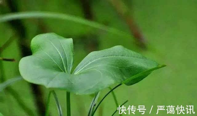 野菜|农村一种野菜,喜欢生长在水边,好吃而且能当药材,一斤卖20块