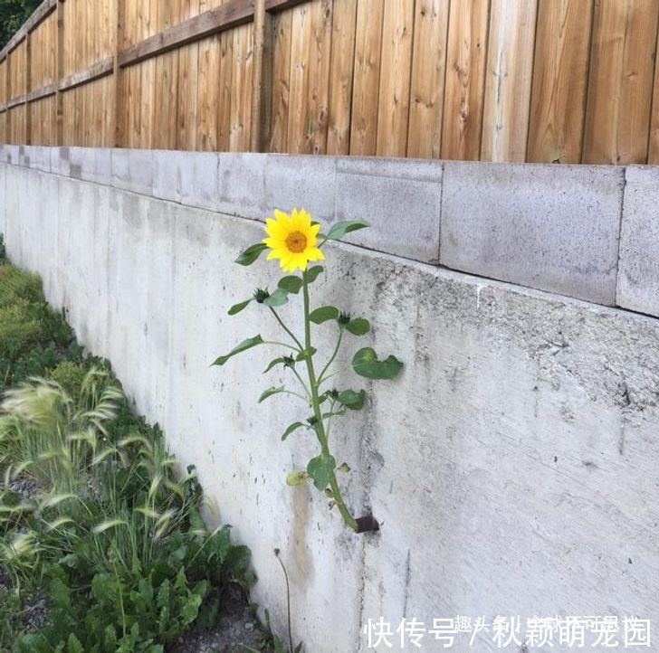 疯狂事|如果没有被相机捕捉到,我们永远不会相信存在的19件疯狂事情
