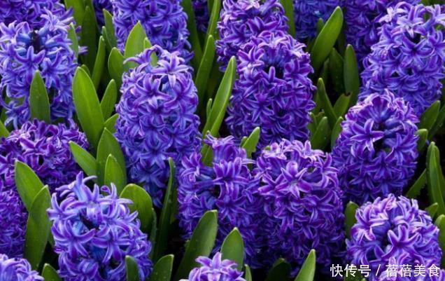 新手养护花卉,就养婚礼上常见,花开烂漫,人见人爱的花卉!