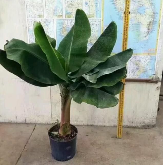 香蕉也能种盆里,结出迷你小香蕉,叶子特别耐阴