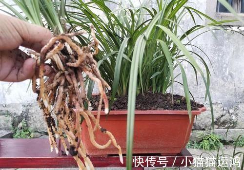 泡水|鸡蛋壳泡水多长时间可以浇花？浇什么花最好？