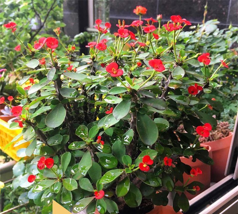 生命力超顽强的漂亮花，好养又漂亮，对待新手很友好