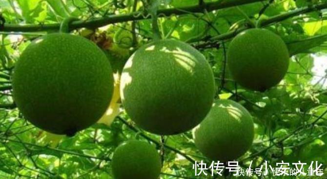 此物|咳嗽老是不好多用一果泡水,坚持7天,止咳化痰,一整年不生病